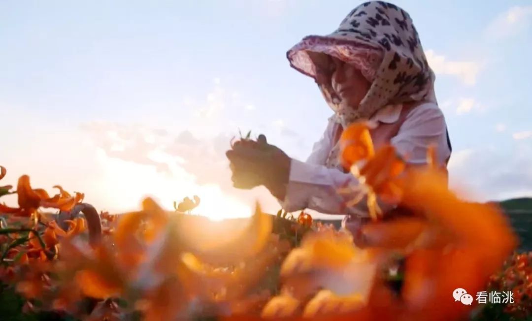 记临洮县上营乡包家山村“百合女人”申韦娟