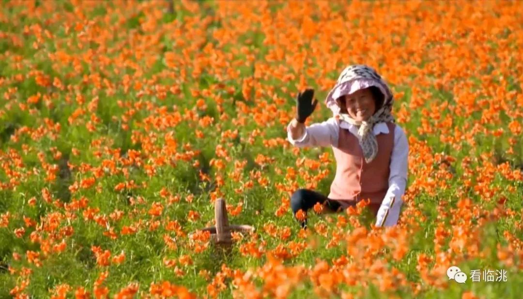 记临洮县上营乡包家山村“百合女人”申韦娟