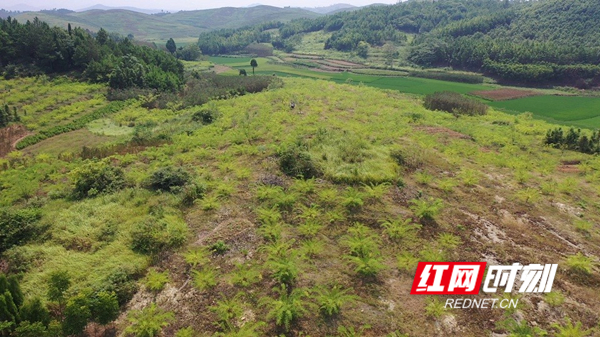 种植黄精致富项目,金槐种植推广