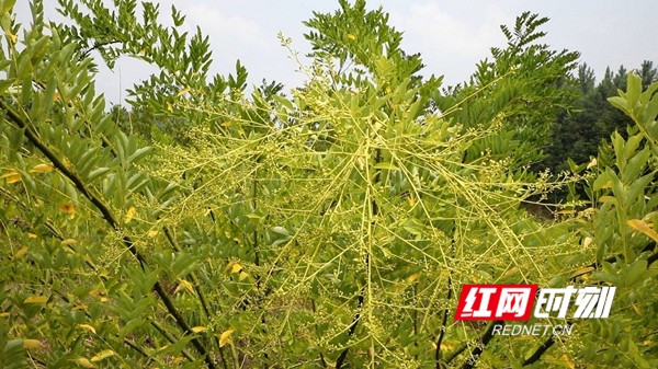种植黄精致富项目,金槐种植推广