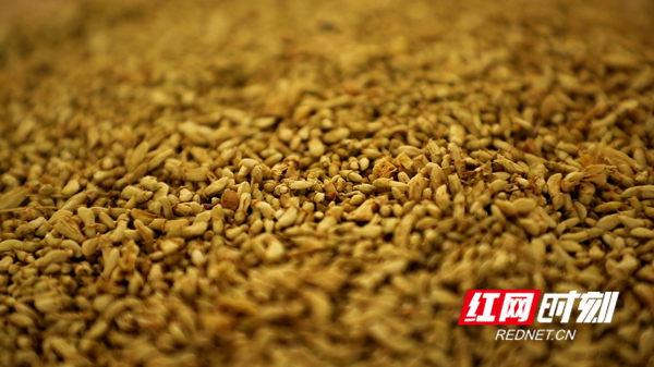 种植黄精致富项目,金槐种植推广