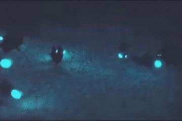 世界上长得像外星人的海洋生物,外星海洋生物图片