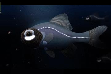 世界上长得像外星人的海洋生物,外星海洋生物图片