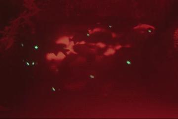 世界上长得像外星人的海洋生物,外星海洋生物图片