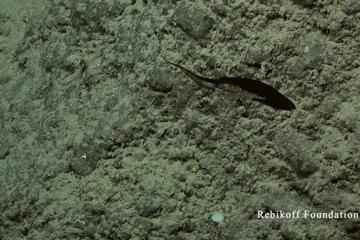 世界上长得像外星人的海洋生物,外星海洋生物图片