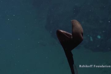世界上长得像外星人的海洋生物,外星海洋生物图片