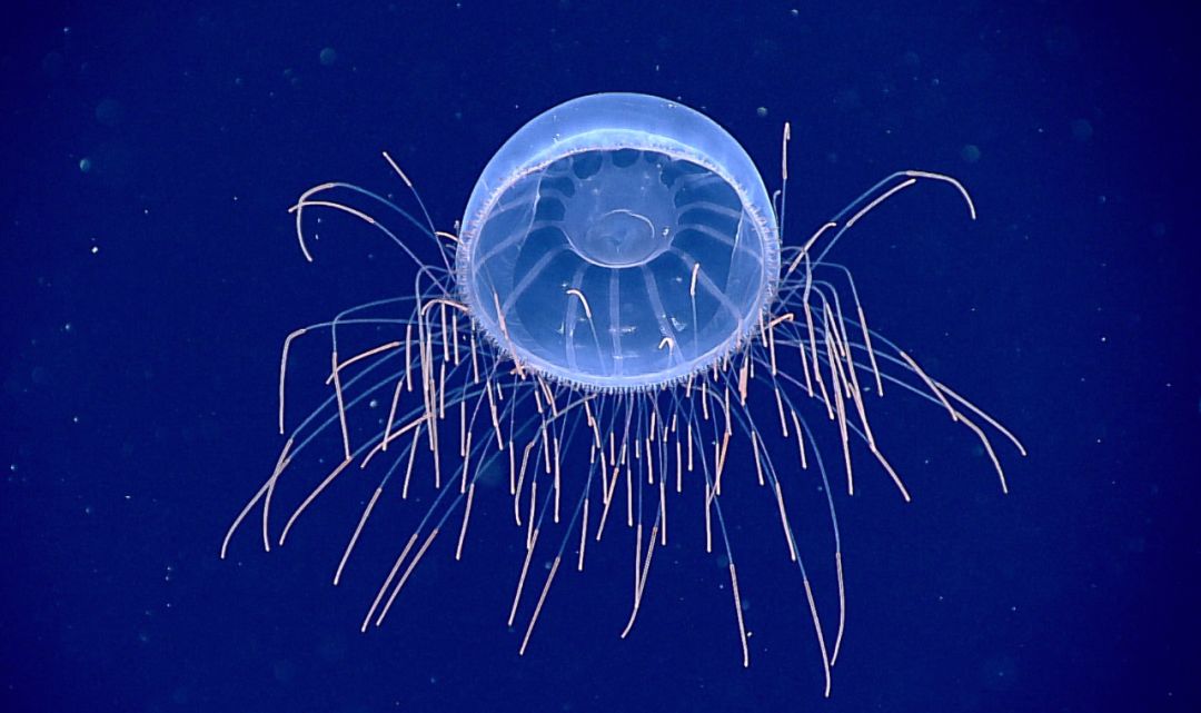 世界上长得像外星人的海洋生物,外星海洋生物图片