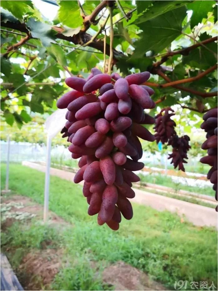 2022年有哪些新葡萄品种,2019葡萄新品种介绍