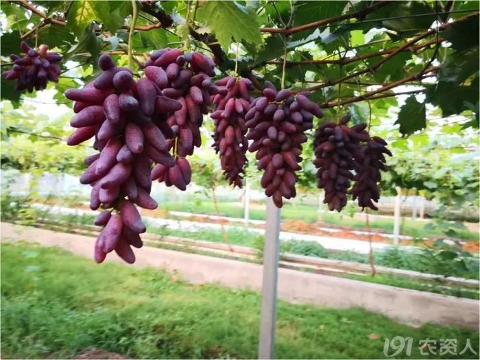 2022年有哪些新葡萄品种,2019葡萄新品种介绍