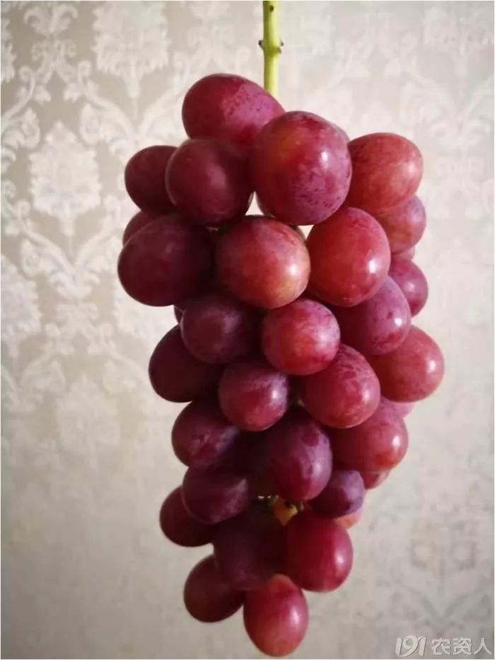 2022年有哪些新葡萄品种,2019葡萄新品种介绍