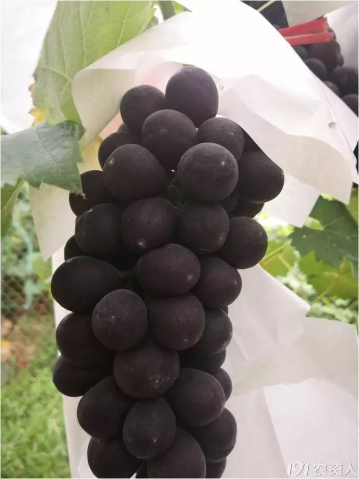 2022年有哪些新葡萄品种,2019葡萄新品种介绍