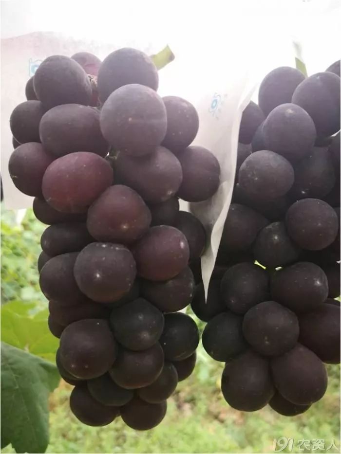 2022年有哪些新葡萄品种,2019葡萄新品种介绍