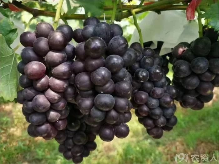 2022年有哪些新葡萄品种,2019葡萄新品种介绍