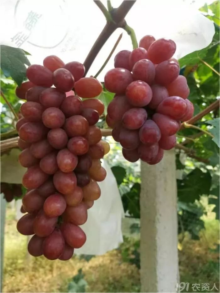 2022年有哪些新葡萄品种,2019葡萄新品种介绍