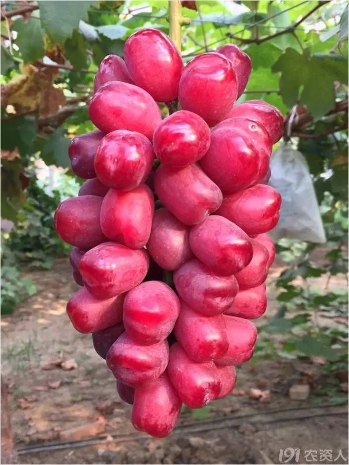 2022年有哪些新葡萄品种,2019葡萄新品种介绍