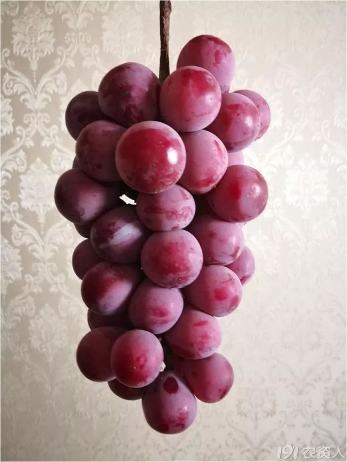 2022年有哪些新葡萄品种,2019葡萄新品种介绍