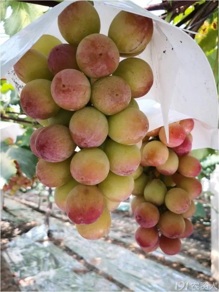 2022年有哪些新葡萄品种,2019葡萄新品种介绍