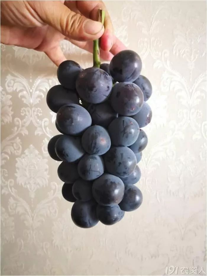 2022年有哪些新葡萄品种,2019葡萄新品种介绍