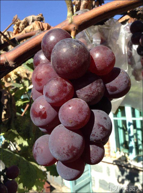2022年有哪些新葡萄品种,2019葡萄新品种介绍