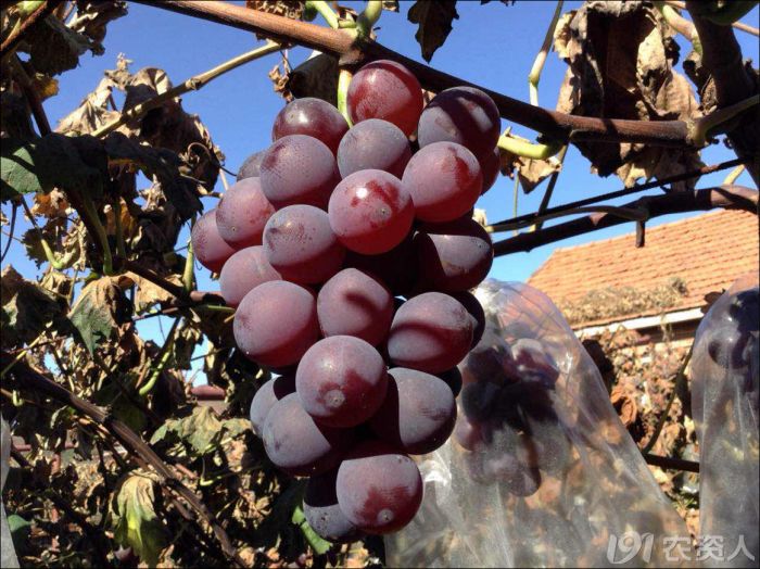 2022年有哪些新葡萄品种,2019葡萄新品种介绍