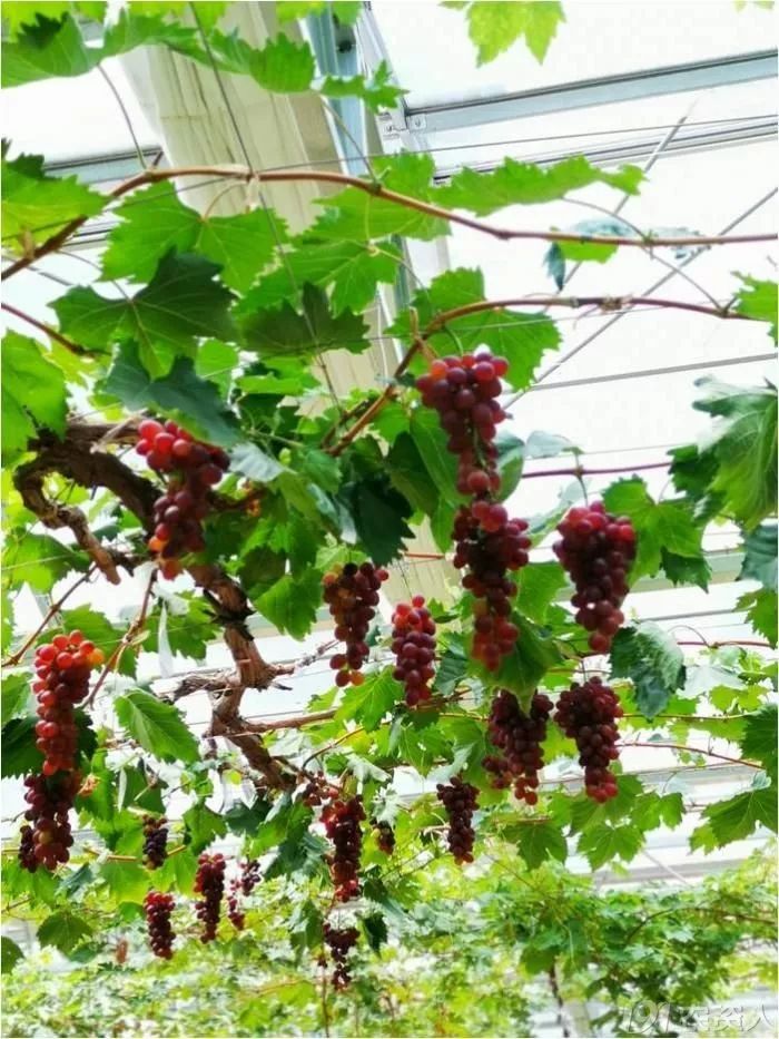 2022年有哪些新葡萄品种,2019葡萄新品种介绍