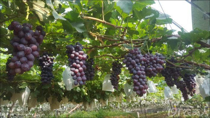 2022年有哪些新葡萄品种,2019葡萄新品种介绍
