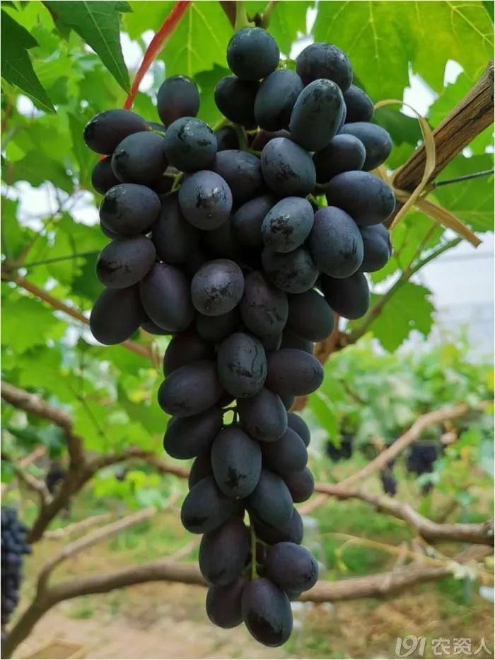 2022年有哪些新葡萄品种,2019葡萄新品种介绍