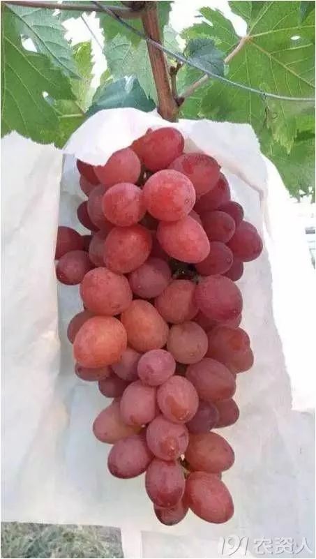 2022年有哪些新葡萄品种,2019葡萄新品种介绍