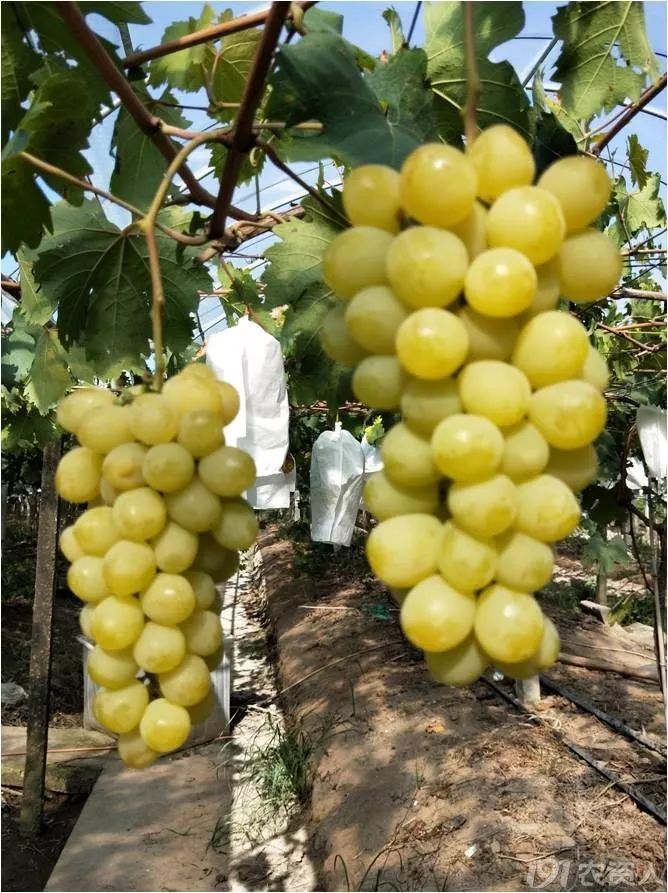 2022年有哪些新葡萄品种,2019葡萄新品种介绍