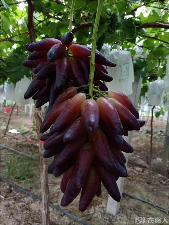 2022年有哪些新葡萄品种,2019葡萄新品种介绍