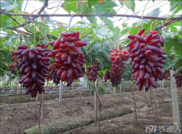 2022年有哪些新葡萄品种,2019葡萄新品种介绍