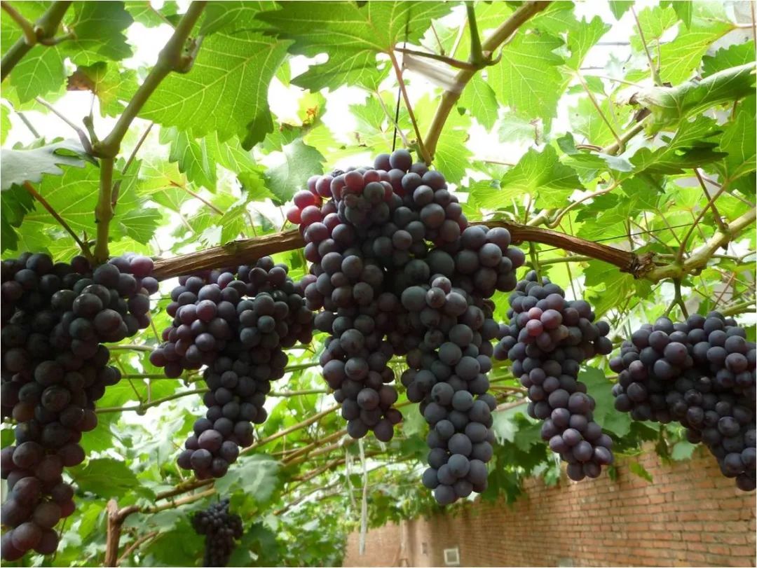 2022年有哪些新葡萄品种,2019葡萄新品种介绍