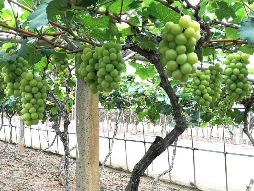 2022年有哪些新葡萄品种,2019葡萄新品种介绍