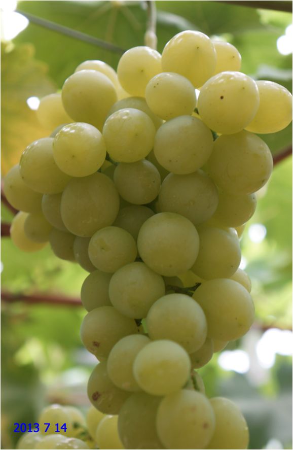 2022年有哪些新葡萄品种,2019葡萄新品种介绍
