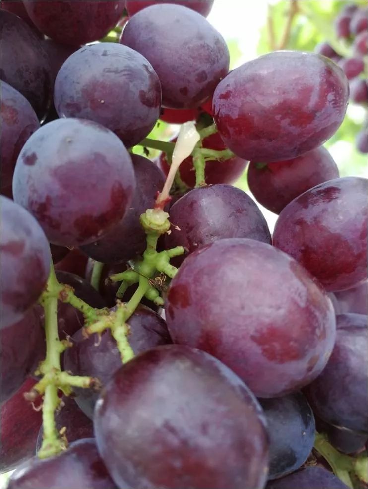 2022年有哪些新葡萄品种,2019葡萄新品种介绍