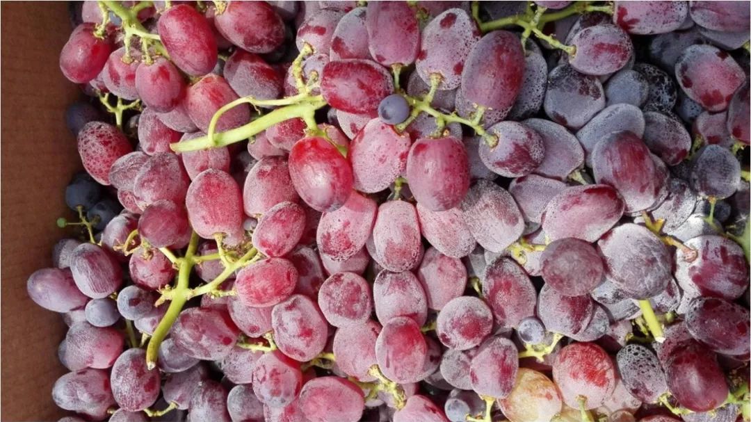 2022年有哪些新葡萄品种,2019葡萄新品种介绍