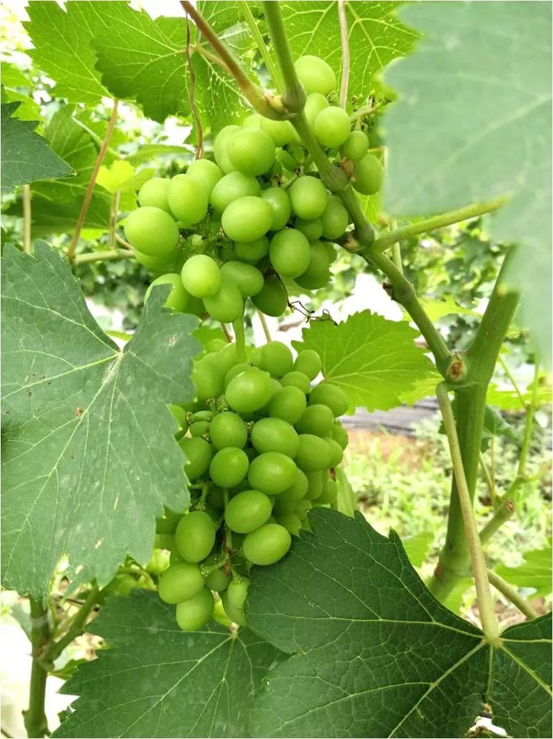 2022年有哪些新葡萄品种,2019葡萄新品种介绍
