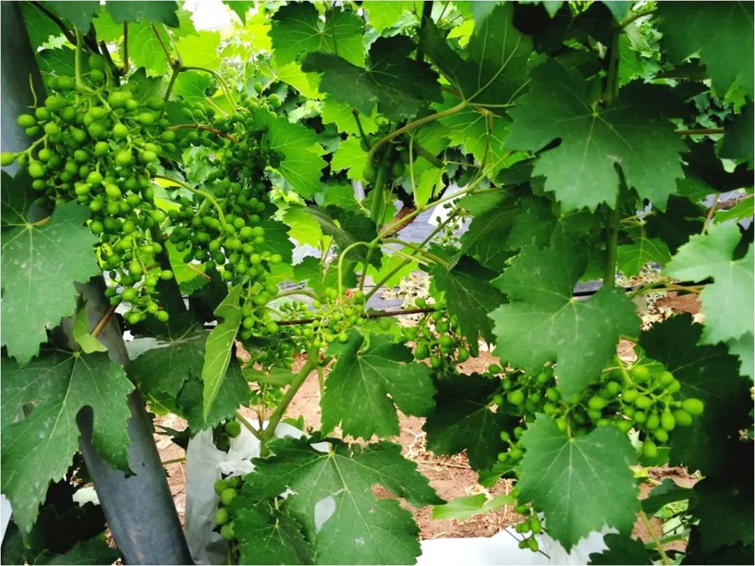 2022年有哪些新葡萄品种,2019葡萄新品种介绍