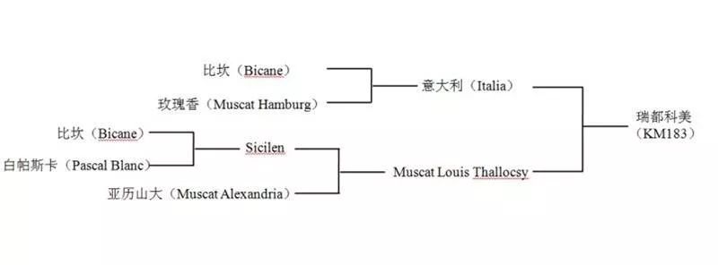 2022年有哪些新葡萄品种,2019葡萄新品种介绍