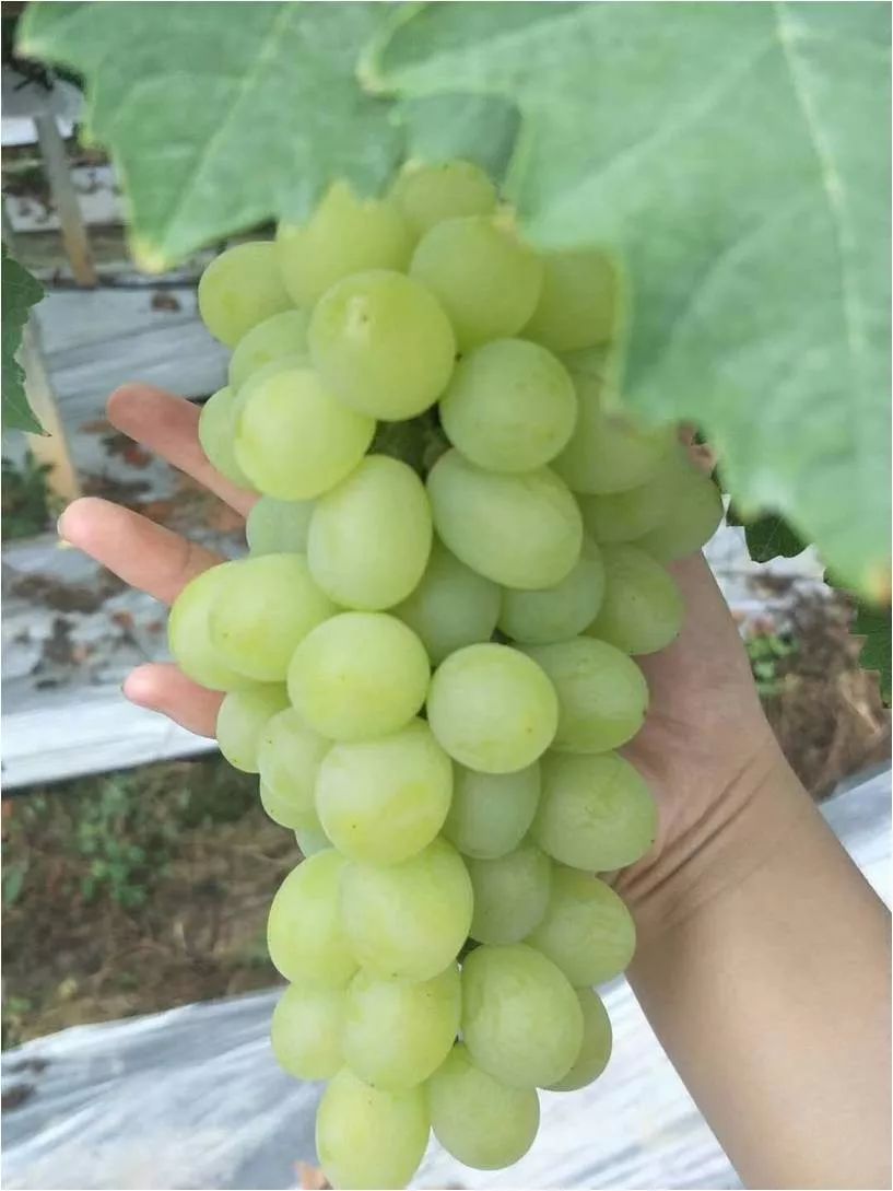 2022年有哪些新葡萄品种,2019葡萄新品种介绍