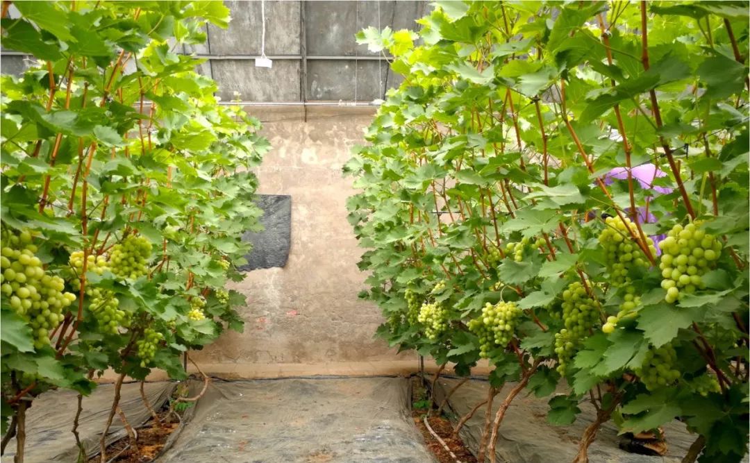 2022年有哪些新葡萄品种,2019葡萄新品种介绍