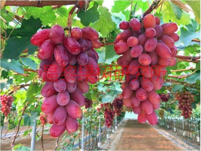 2022年有哪些新葡萄品种,2019葡萄新品种介绍