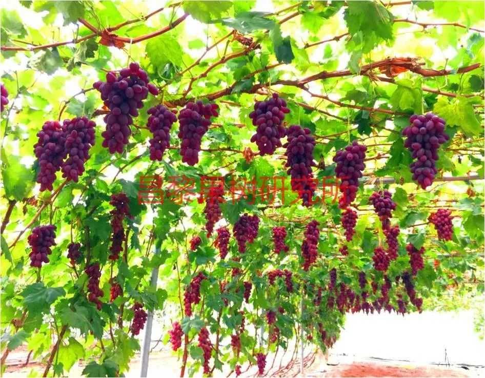 2022年有哪些新葡萄品种,2019葡萄新品种介绍