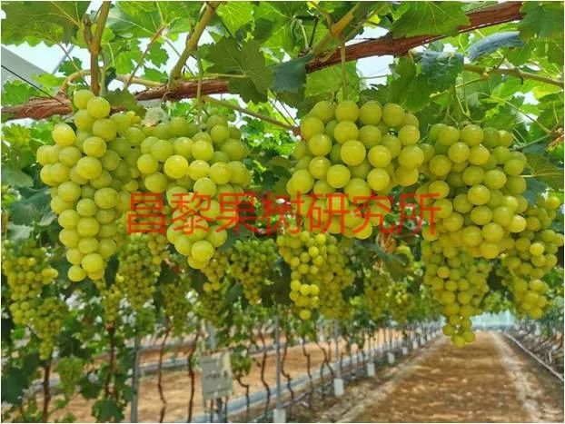 2022年有哪些新葡萄品种,2019葡萄新品种介绍