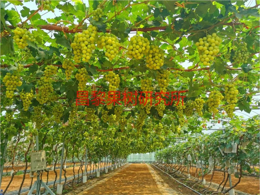 2022年有哪些新葡萄品种,2019葡萄新品种介绍