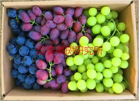 2022年有哪些新葡萄品种,2019葡萄新品种介绍