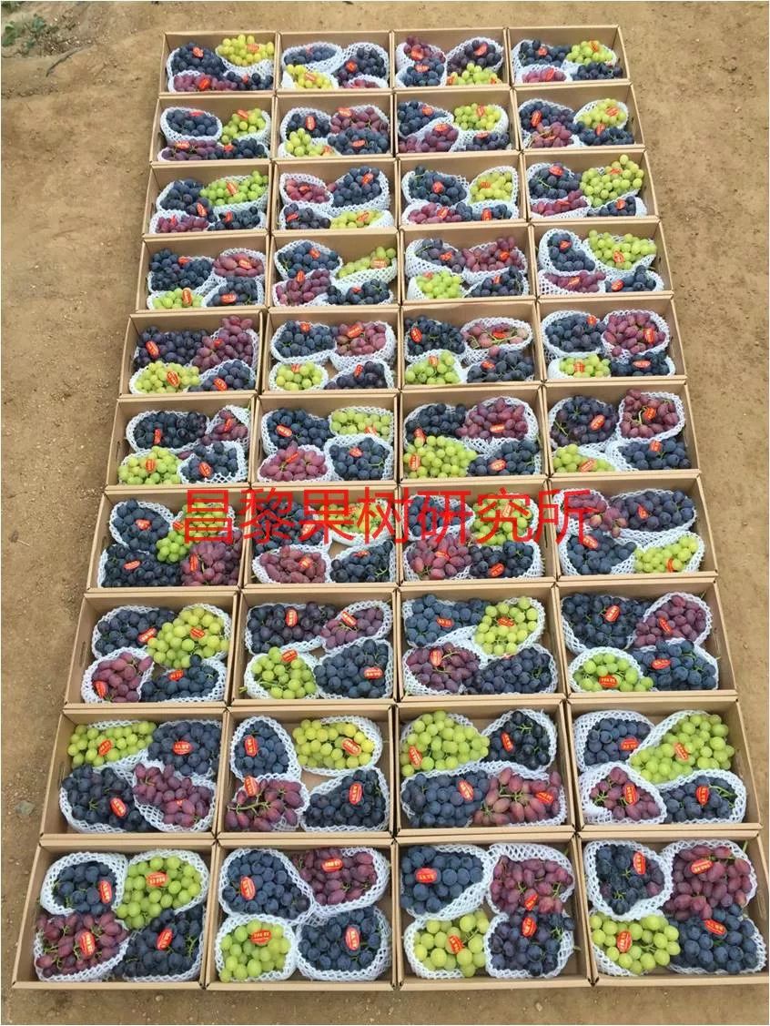 2022年有哪些新葡萄品种,2019葡萄新品种介绍