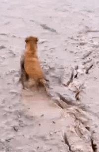 汪星人有哪些秘密,汪星人真实的秘密