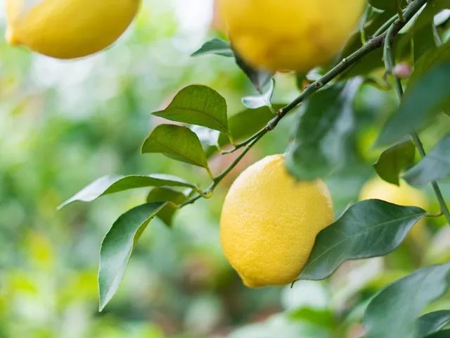 柠檬片冻干泡水做法,好喝的冻干柠檬片