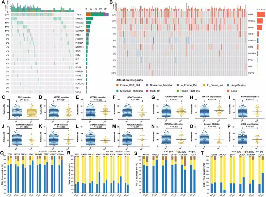 中国治疗肺鳞癌最好中药,中国治疗肺鳞癌最好的办法是什么